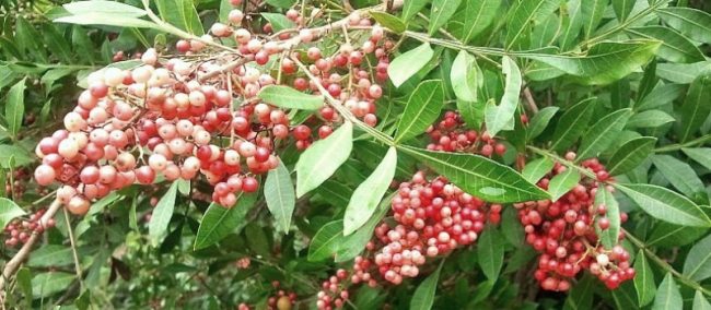 aroeira/ pimenta rosa