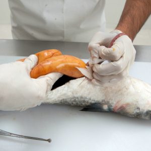 Processo delicado de extração da ova. (Foto: Divulgação)