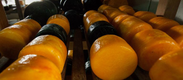 Queijo da Serra do Salitre