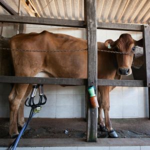 Vaca faz pose pro Sacola durante ordenha. (Foto: Mayra Galha)